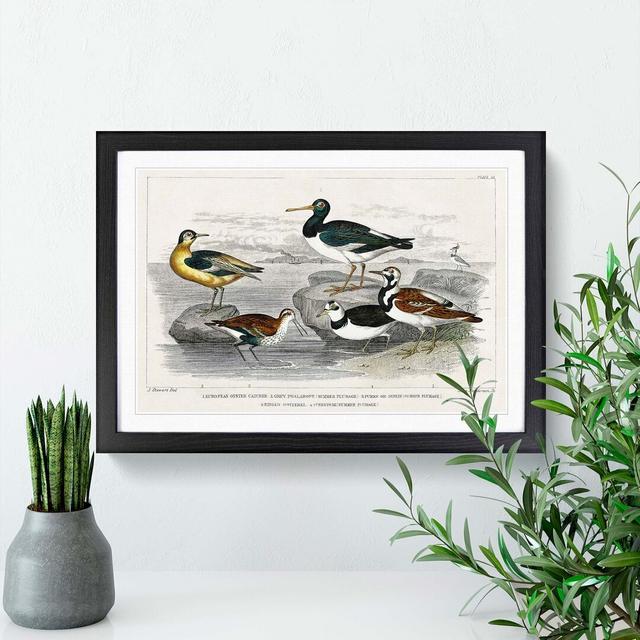 Assortment of Birds by Oliver Goldsmith - Picture Frame Painting on Paper East Urban Home Format: Black, Size: 24cm H x 33cm W x 2cm D on Productcaster.