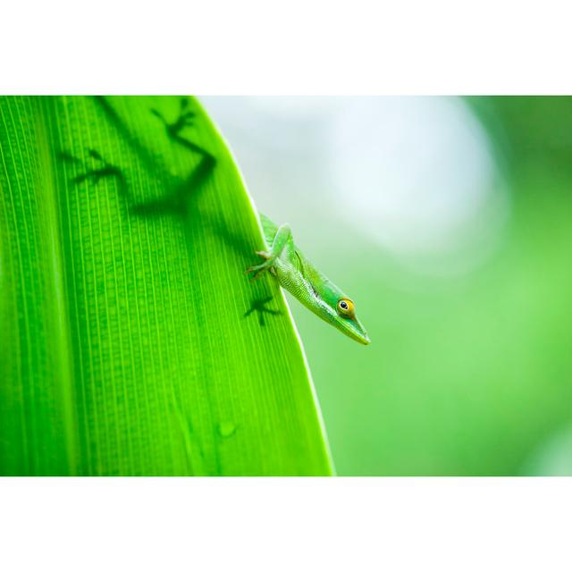 Anole Lizard On Leaf - Wrapped Canvas Print 17 Stories Size: 20cm H x 30cm W x 3.8cm D on Productcaster.