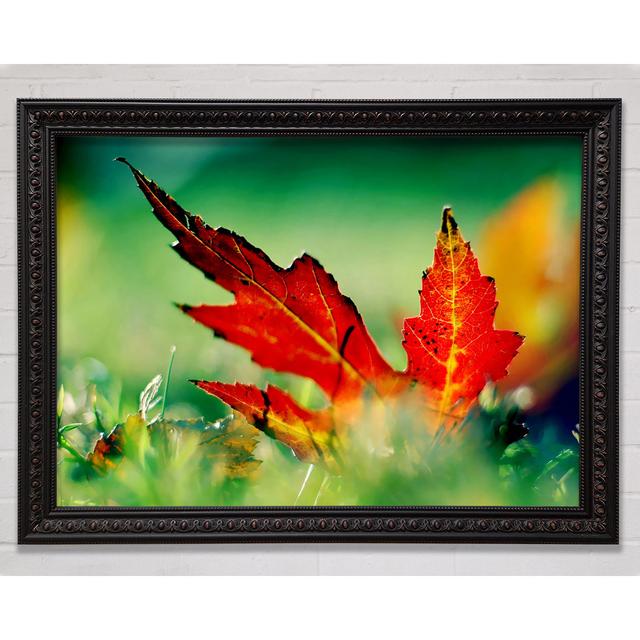 Autumn Red Leave On The Ground Framed Print Bright Star Size: 42cm H x 59.7cm W on Productcaster.