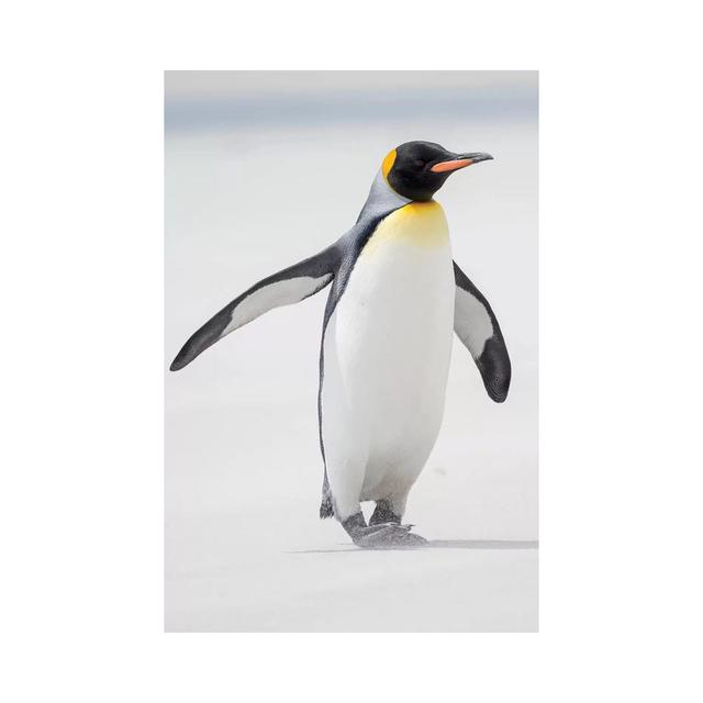 King Penguin, Falkland Islands. by Martin Zwick - Wrapped Canvas Photograph House of Hampton Size: 30.48cm H x 20.32cm W x 1.905cm D on Productcaster.