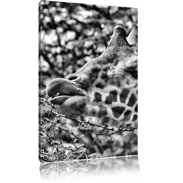 Leinwandbild Niedliche Giraffe beim Fressen in Monochrom East Urban Home Größe: 120 cm H x 80 cm B on Productcaster.