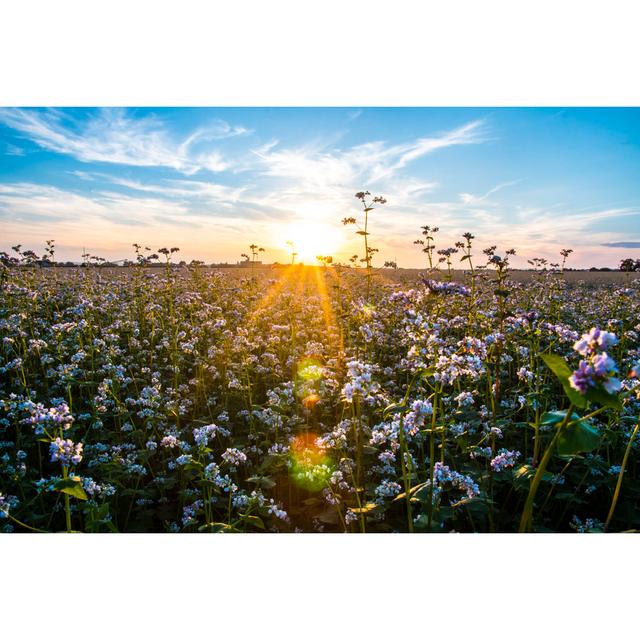 Buckwheat Field In Sunlight by SandraKavas - No Frame Print on Canvas 17 Stories Size: 81cm H x 122cm W on Productcaster.