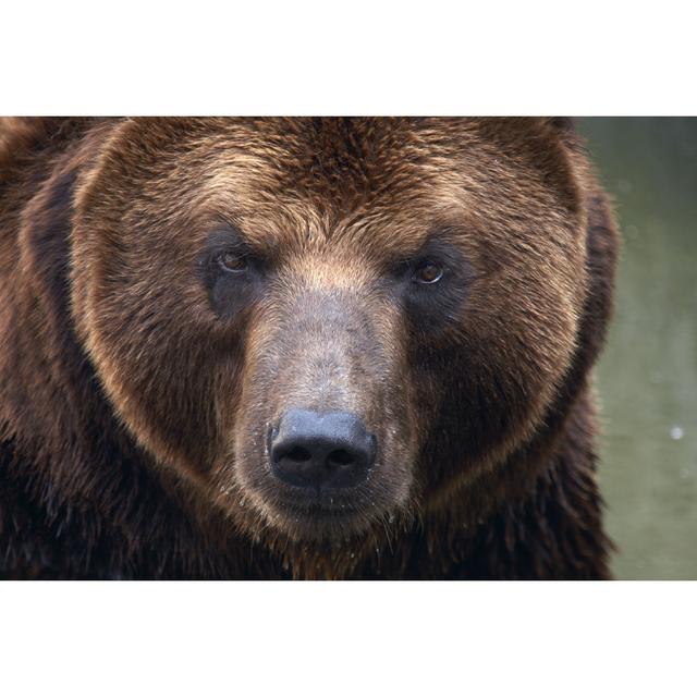 Brown Bear Face by Andronn - Wrapped Canvas Print Natur Pur Size: 20cm H x 30cm W on Productcaster.