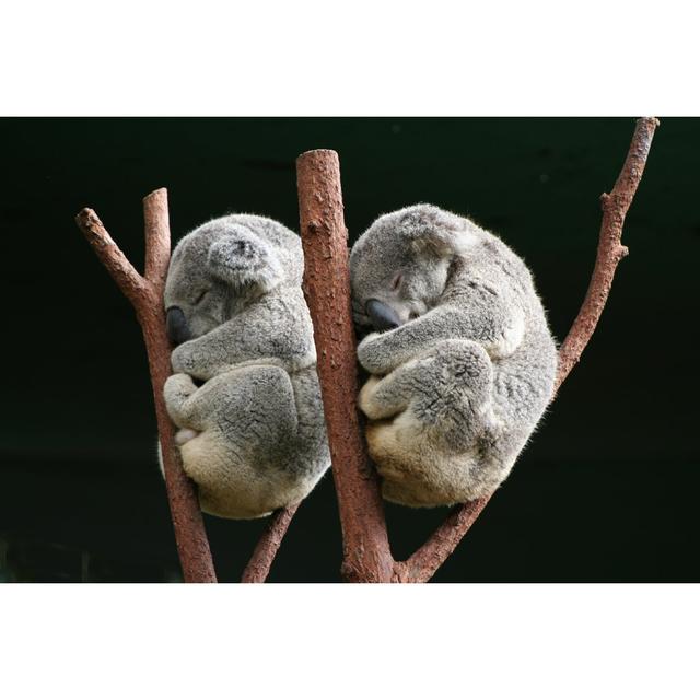 Koala Together - Wrapped Canvas Print Latitude Run Size: 20cm H x 30cm W x 3.8cm D on Productcaster.