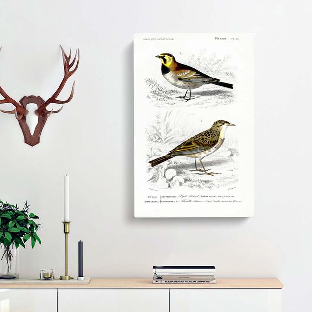 Bird Illustrations PL. 29 by Charles D' Orbigny - Wrapped Canvas Painting East Urban Home Size: 76cm H x 50cm W x 3cm D on Productcaster.