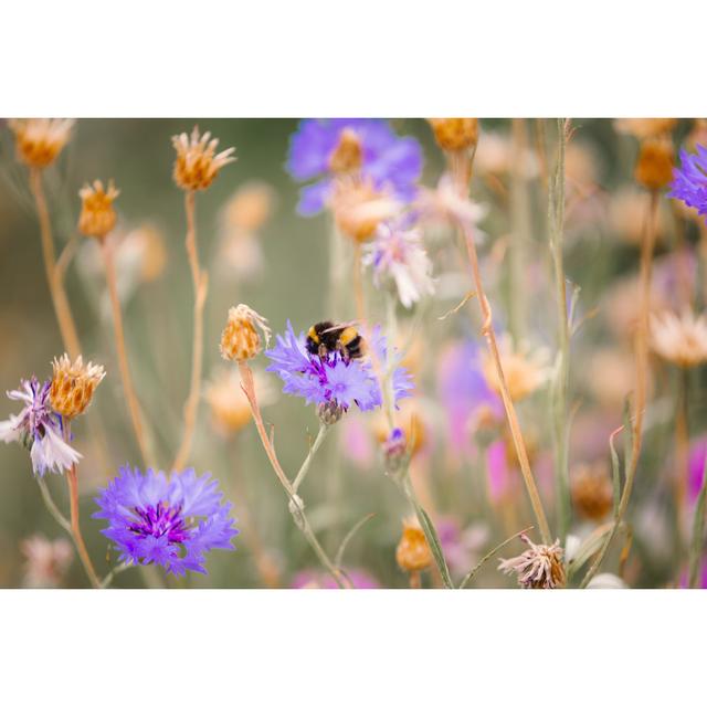 Close Up Of Bee Pollinating Wildflowers In The Meadow by Coldsnowstorm - No Frame Print on Canvas 17 Stories Size: 81cm H x 122cm W on Productcaster.