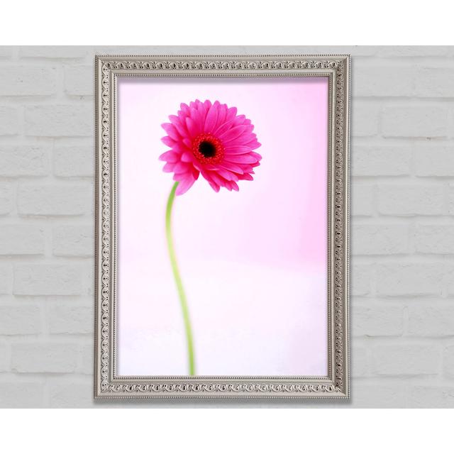 Pink On Pink Gerbera Framed Print Bright Star Size: 42cm H x 59.7cm W on Productcaster.