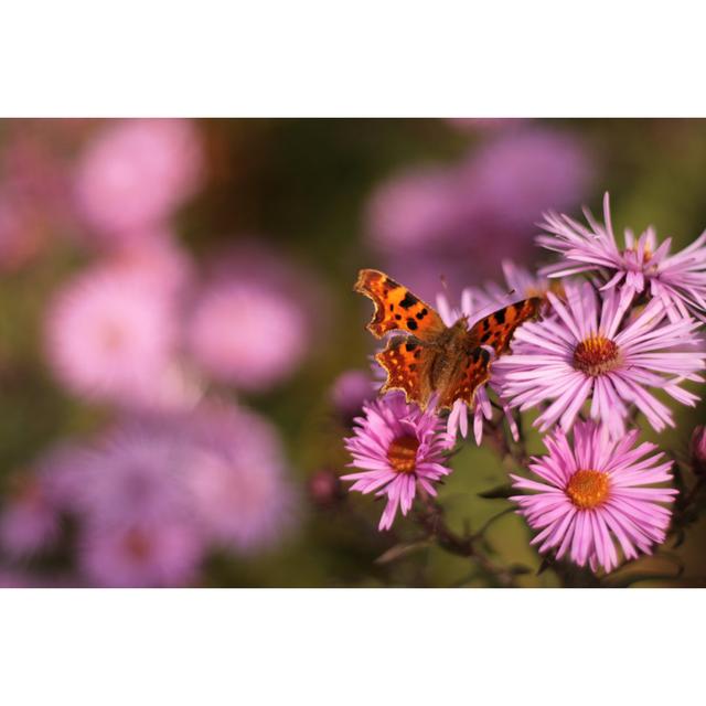 Schmetterling - Fotografie auf Leinwand Brambly Cottage Größe: 40 cm H x 60 cm B x 1,8 cm T on Productcaster.