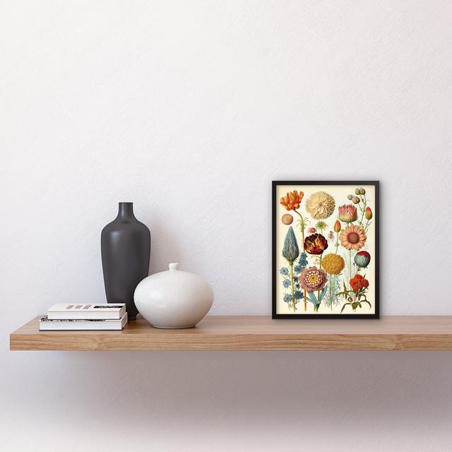 Vintage Botanical Illustration Ernst Haeckel Style Plant - Single Picture Frame Print Brambly Cottage on Productcaster.