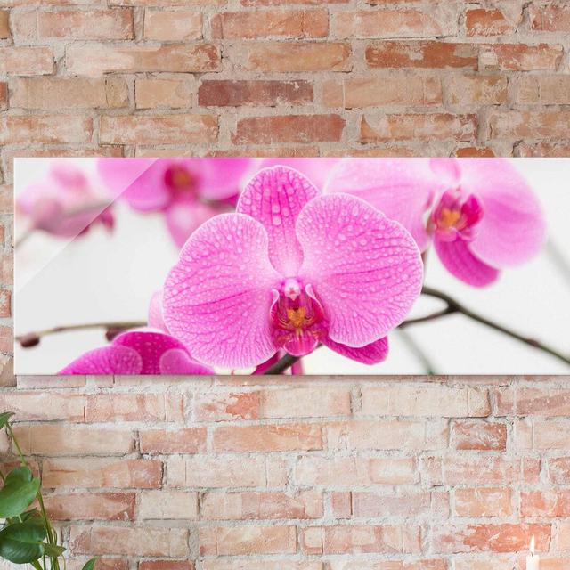 Glasbild Nahaufnahme einer Orchidee East Urban Home Größe: 30 cm H x 80 cm B on Productcaster.