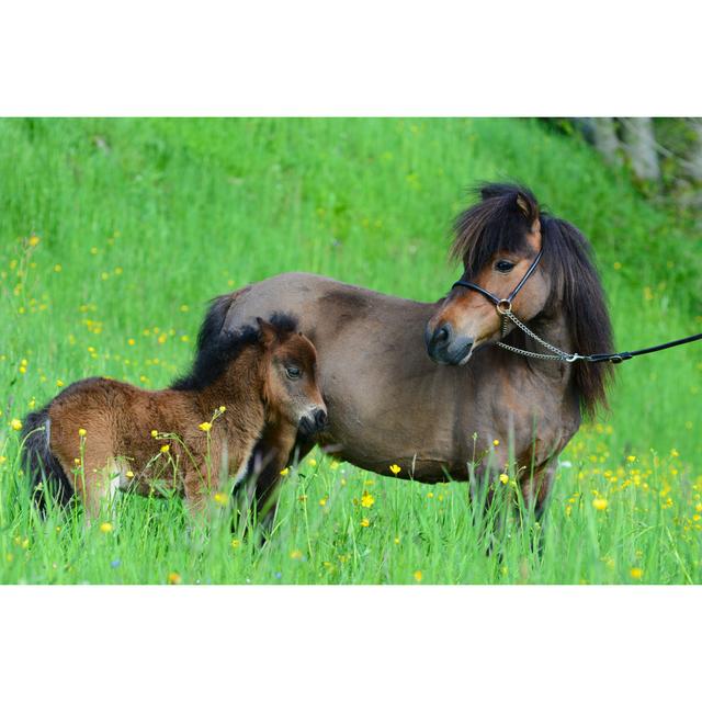 Miniature Horse With A Foal by - Wrapped Canvas Photograph Natur Pur Size: 30cm H x 46cm W on Productcaster.