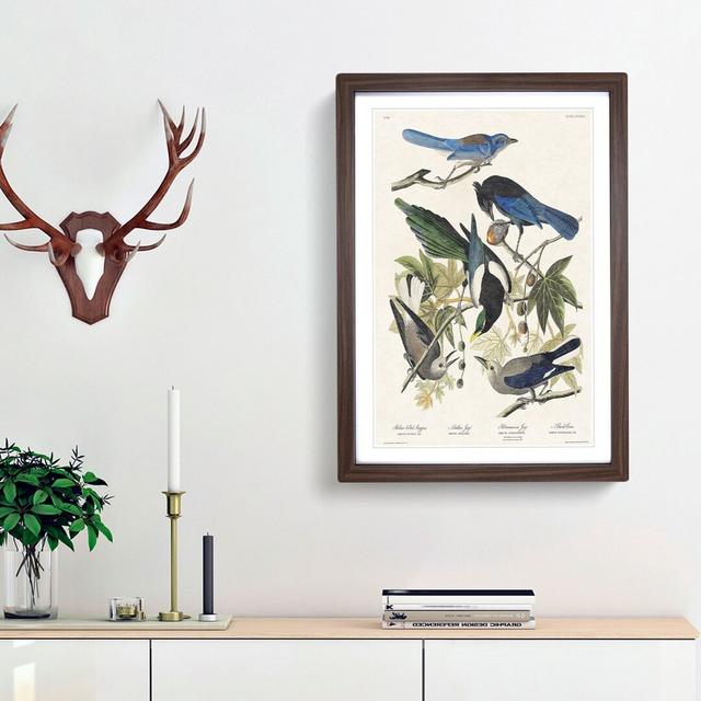 Magpie, Crow & Jay Birds by John James Audubon - Picture Frame Art Print East Urban Home Size: 36cm H x 27cm W x 2cm D, Frame Option: Walnut Framed on Productcaster.