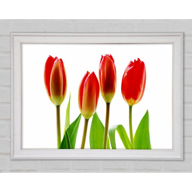 Red Tulip Quads - Wrapped Canvas Art Prints Ebern Designs Size: 84.1cm H x 118.9cm W x 1.5cm D, Format: Gold Framed Paper on Productcaster.