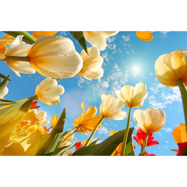 Sommerzeit: Sunny Sky With Colorful Tulips Flowers, Looking Up von Maxiphoto - No Frame Kunstdrucke auf Leinwand 17 Stories Größe: 50 cm H x 75 cm B on Productcaster.