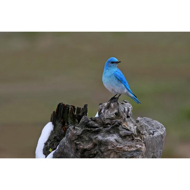 Bluebird Beauty by Silfox - Wrapped Canvas Photograph Latitude Run Size: 51cm H x 76cm W on Productcaster.