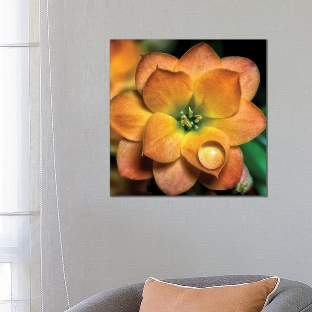 Droplet Orange Flower by Glauco Meneghelli - Wrapped Canvas Photograph Latitude Run Size: 66.04cm H x 66.04cm W x 3.81cm D on Productcaster.