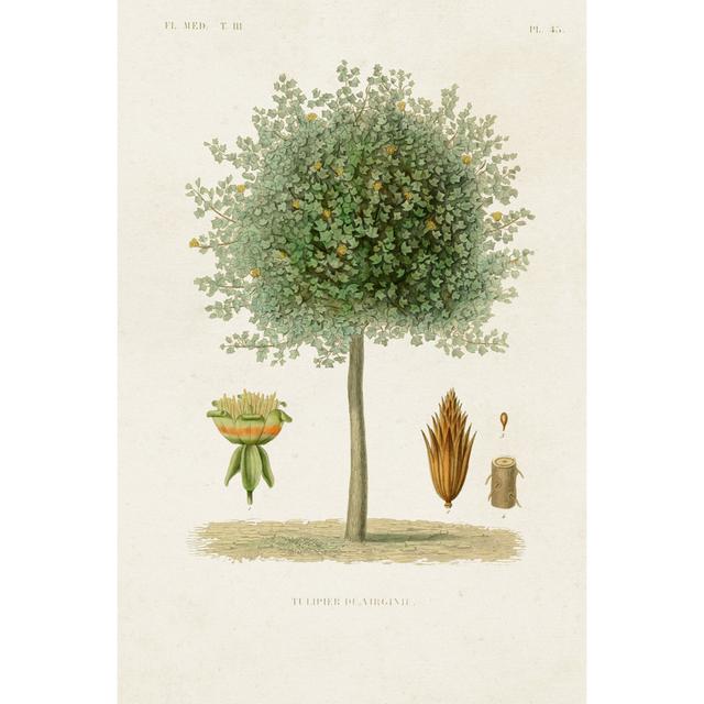 Antique Tree with Fruit X - Wrapped Canvas Painting Rosalind Wheeler Size: 91cm H x 61cm W on Productcaster.