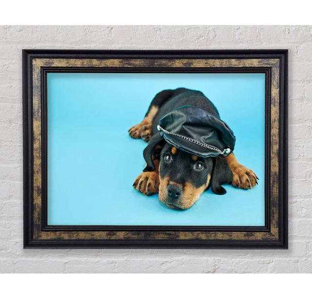 Rottweiler Puppy Dog Hat - Single Picture Frame Art Prints Bright Star Size: 84.1cm H x 142.2cm W on Productcaster.