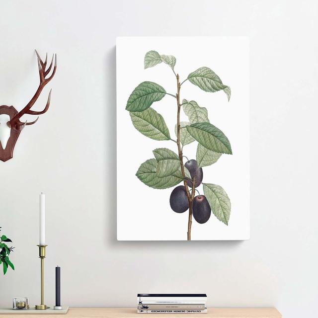 Prune Tree by Pierre-Joseph Redoute - Wrapped Canvas Print East Urban Home Size: 50cm H x 35cm W x 3cm D on Productcaster.