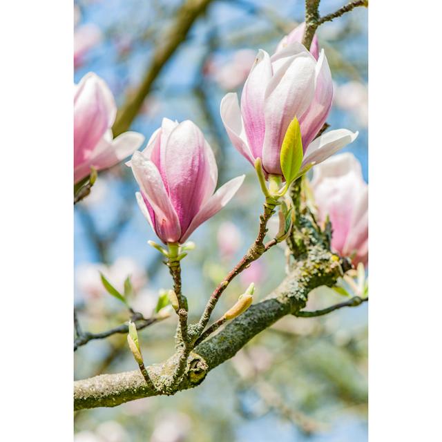 Spring Magnolia by Mariusz Brainard - Wrapped Canvas Photograph 17 Stories Size: 76cm H x 51cm W on Productcaster.