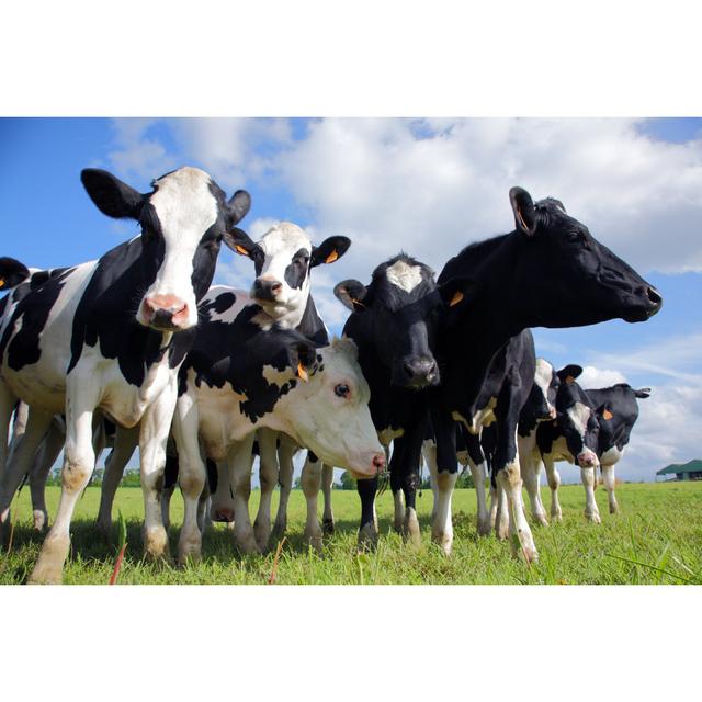 Holstein Cows Cattle - Wrapped Canvas Print August Grove Size: 30cm H x 46cm W x 3.8cm D on Productcaster.