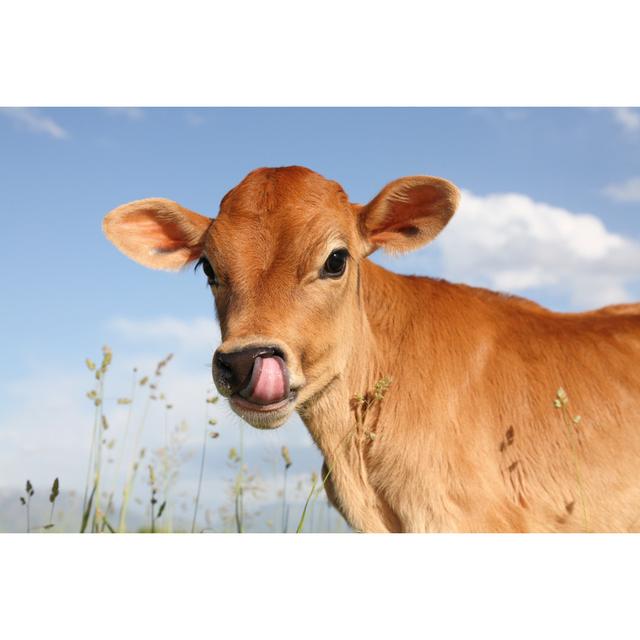 Tongue in Nose - Wrapped Canvas Photograph Brambly Cottage Size: 51cm H x 76cm W x 3.8cm D on Productcaster.