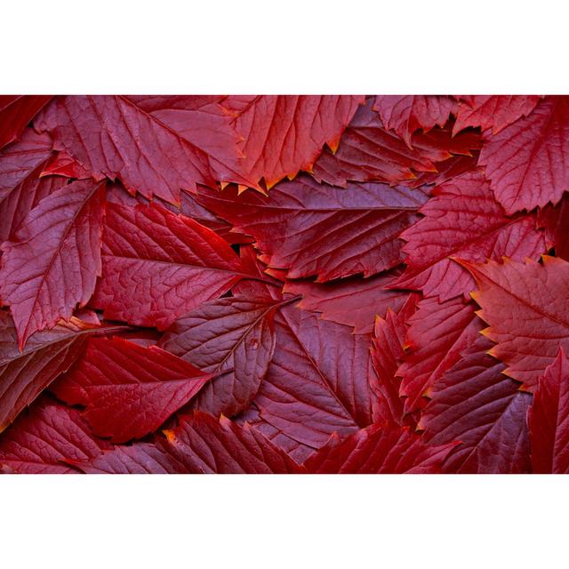 Achim Autumn Leaves - Wrapped Canvas Photograph Latitude Run Size: 51cm H x 76cm W x 3.8cm D on Productcaster.