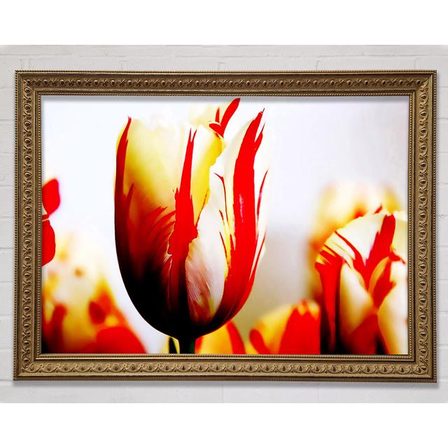 Tulip Heads Framed Print Rosalind Wheeler Size: 42cm H x 59.7cm W x 3cm D on Productcaster.