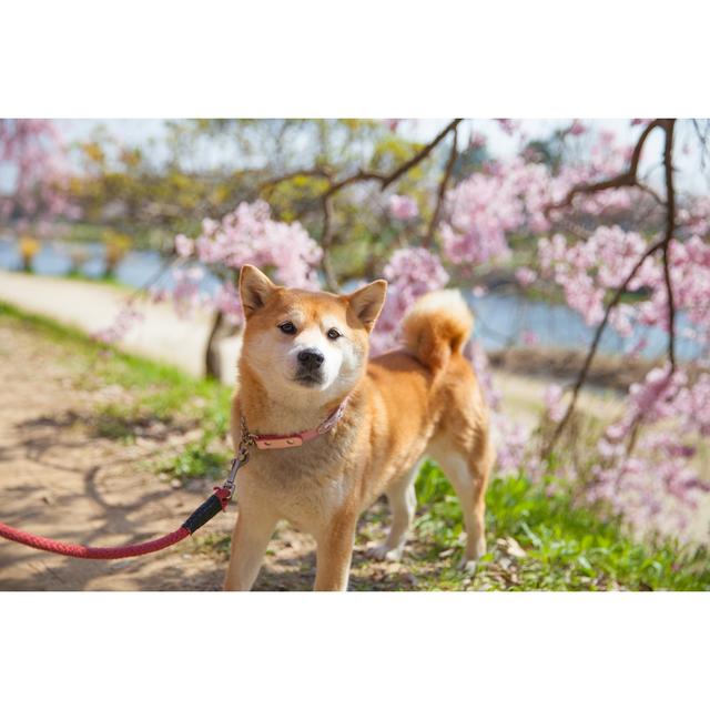 Sakura and Shiba Inu by Kumikomini - Wrapped Canvas Photograph Marlow Home Co. Size: 81cm H x 122cm W on Productcaster.