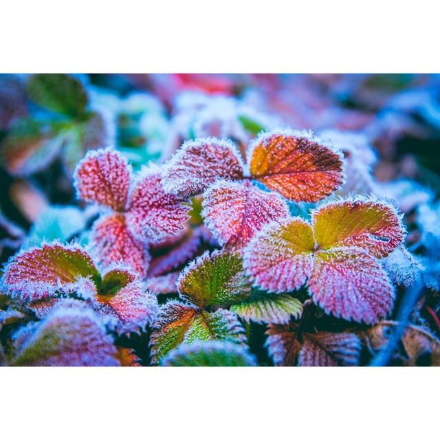 Leaves In Early Frost by Xijian - Wrapped Canvas Art Prints 17 Stories Size: 51cm H x 76cm W x 3.8cm D on Productcaster.