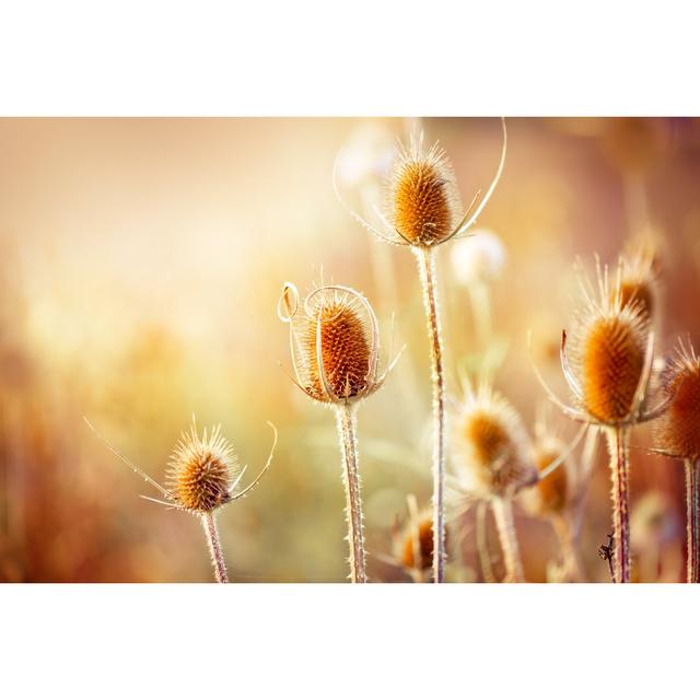 Thistle by Jasmina007 - Wrapped Canvas Print 17 Stories Size: 20cm H x 30cm W x 3.8cm D on Productcaster.