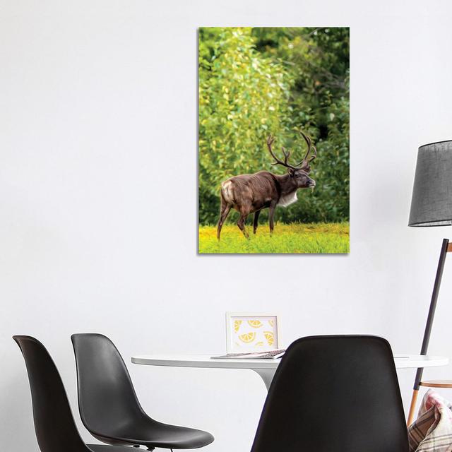 Caribou in Spotlight Drawing by Nik Rave - Wrapped Canvas Art Prints Alpen Home Size: 101.6cm H x 66.04cm W on Productcaster.