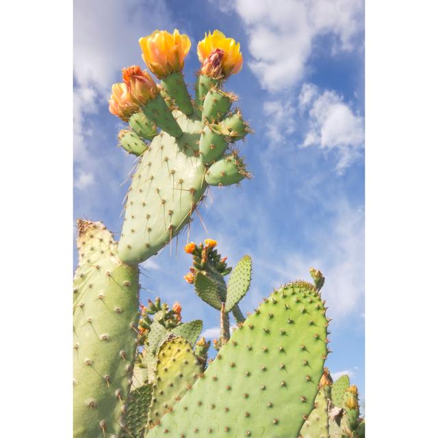 Prickly Pear in Bloom by Wesvandinter - Wrapped Canvas Photograph Bloomsbury Market Size: 91cm H x 61cm W on Productcaster.