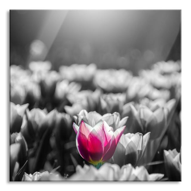 Close -Up of Two -Tone Tulips - Unframed Photograph on Glass Brayden Studio Size: 80cm H x 80cm W x 0.4cm D on Productcaster.