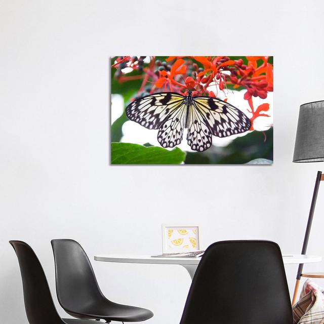 White Butterfly - Wrapped Canvas Print ClassicLiving Size: 66.04cm H x 101.6cm W x 1.905cm D on Productcaster.