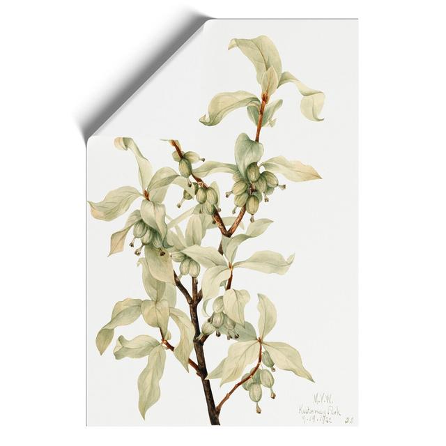 Silverberry by Mary Vaux Walcott - Unframed Graphic Art East Urban Home Size: 30cm H x 21cm W x 0.1cm D on Productcaster.