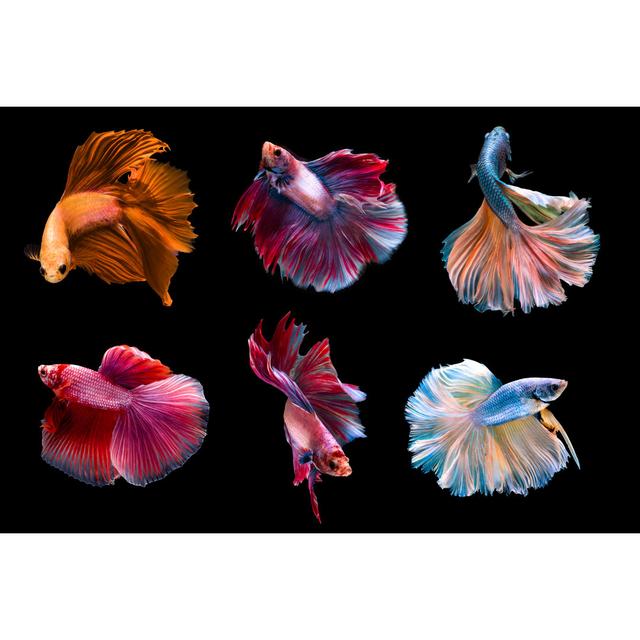 Siamese Fighting Fish Highland Dunes Size: 51cm H x 76cm W x 3.8cm D on Productcaster.