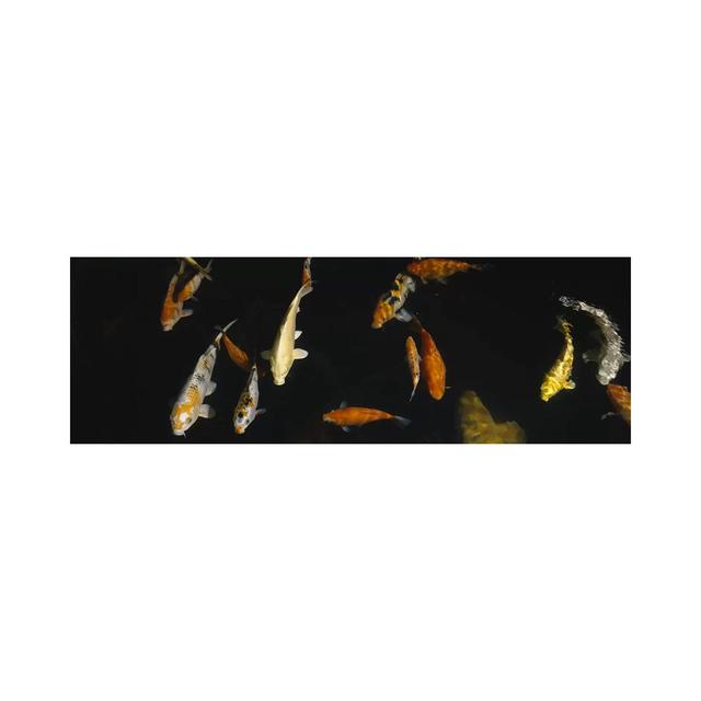 Close-up of a School of Fish in an Aquarium, Japanese Koi Fish, Capitol Aquarium - Wrapped Canvas Panoramic Photograph Rosalind Wheeler Size: 60.96cm on Productcaster.