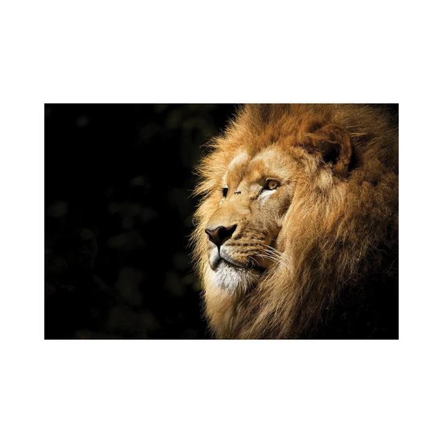 Lion View by Milos Karanovic - Wrapped Canvas Print Latitude Run Size: 30.48cm H x 45.72cm W x 1.91cm D on Productcaster.