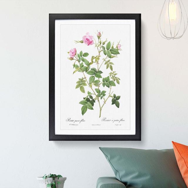 Wild Rose in Pink by Pierre-Joseph Redoute - Picture Frame Painting Print East Urban Home Size: 36cm H x 27cm W x 2cm D, Frame Option: Black Framed on Productcaster.