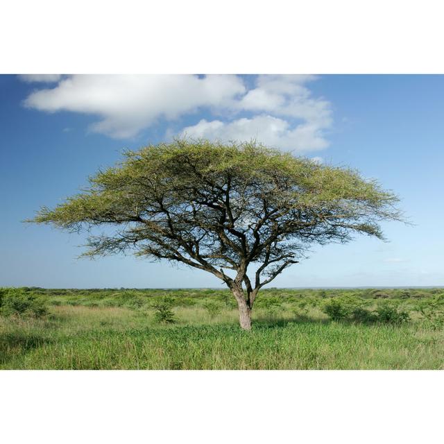 African Acacia Tree by Ecopic - Wrapped Canvas Photograph ClassicLiving Size: 20cm H x 30cm W on Productcaster.