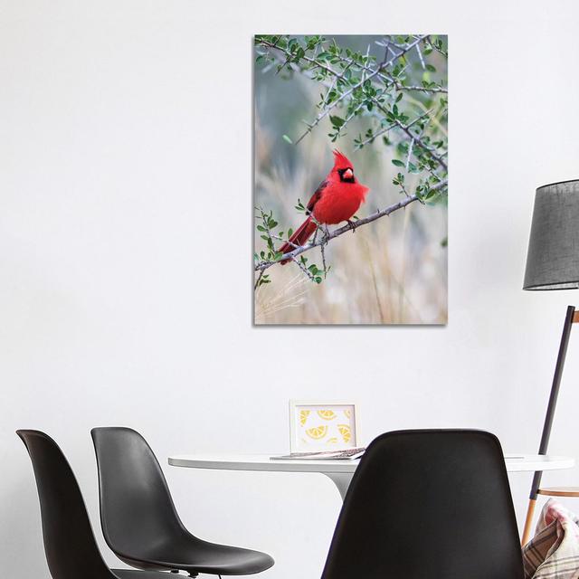 Northern Cardinal Perched by Larry Ditto - Wrapped Canvas Art Prints Latitude Run Size: 101.6cm H x 66.04cm W x 3.81cm D on Productcaster.