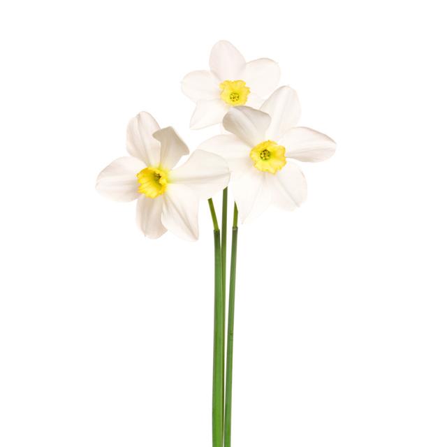 Daffodil by Vidok - No Frame Print on Canvas 17 Stories Size: 46cm H x 30cm W on Productcaster.