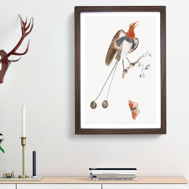 Bird of Paradise and Butterfly by Johan Teyler - Picture Frame Painting Print on Paper East Urban Home Frame Option: Walnut Framed, Size: 33cm H x 24c on Productcaster.