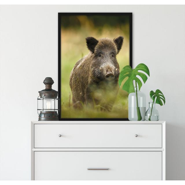 Gerahmtes Foto "Wild Boar in a Meadow" ModernMoments Größe: 38 cm H x 30 cm B x 2.5 cm T on Productcaster.