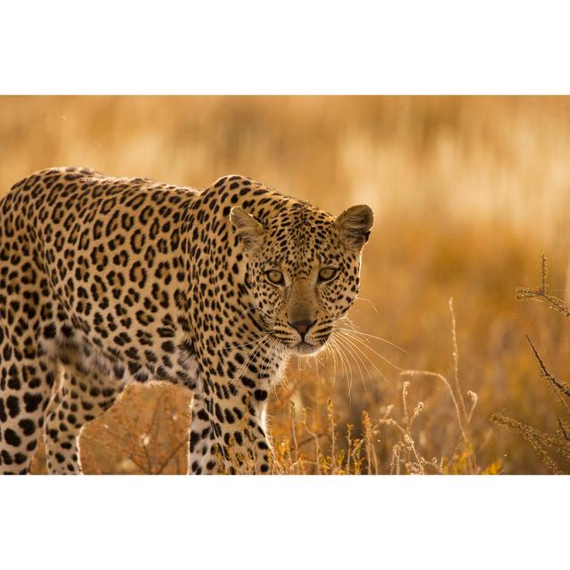 Kgalagadi Leopard by DerekNutley28 - Wrapped Canvas Print Latitude Run Size: 51cm H x 76cm W on Productcaster.