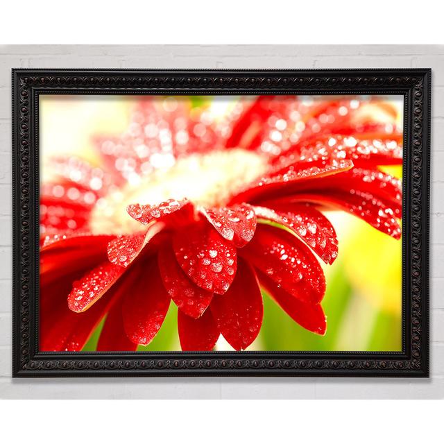 Amazing Red Flower - Single Picture Frame Art Prints Bright Star Size: 29.7cm H x 42cm W on Productcaster.