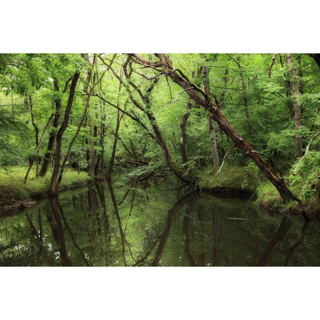 Forest, Igneada, Kirklareli, Turkey by Tunart - No Frame Art Prints on Canvas Alpen Home Size: 81cm H x 122cm W on Productcaster.