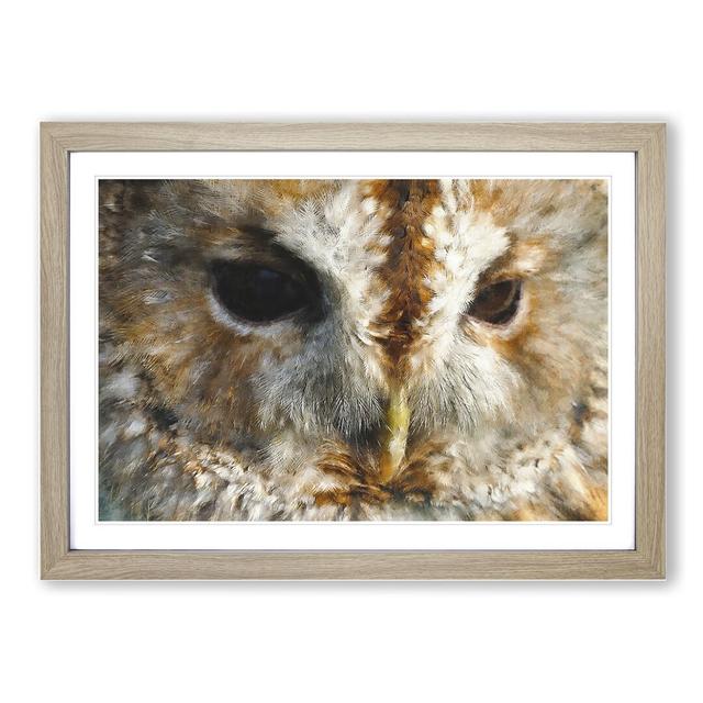 Tawny Owl Vol.2 - Picture Frame Graphic Art East Urban Home Frame Option: Oak, Size: 27cm H x 36cm W x 2cm D on Productcaster.