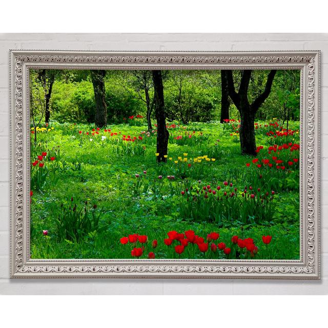 Tulip Woodland - Einzelner Bilderrahmen Kunstdrucke Bright Star Größe: 59,7 cm H x 84,1 cm B x 3 cm T on Productcaster.